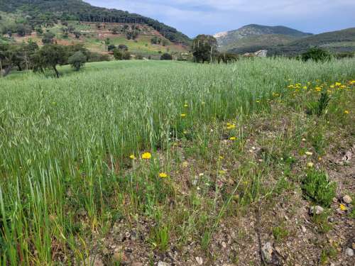 Abbruciamento di residui vegetali, regole e buone pratiche da seguire