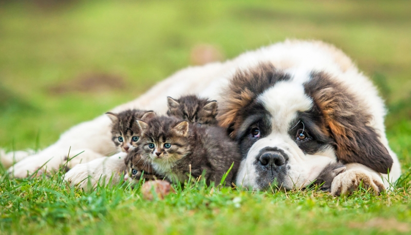 Sabato 2 maggio arriva la seconda edizione di Animali in festa