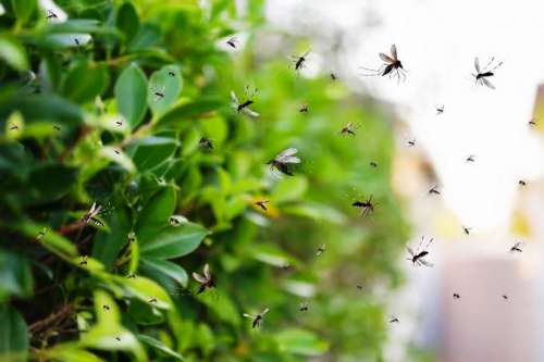 Caso di Dengue a Venturina Terme: informazioni utili per la cittadinanza