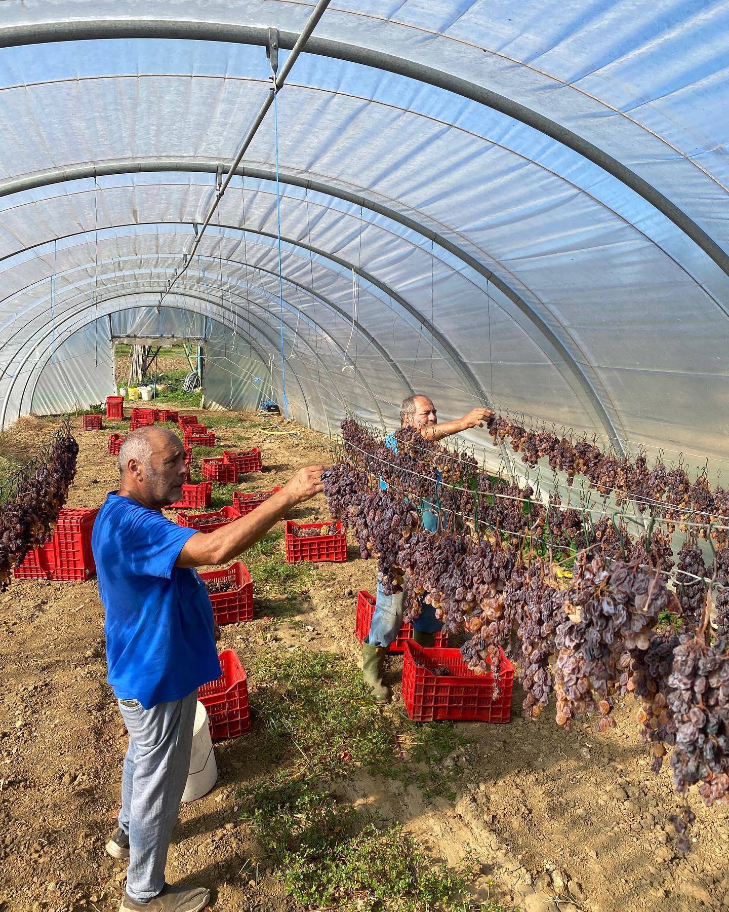 Raccolta dei grappoli di ansonica appassiti
