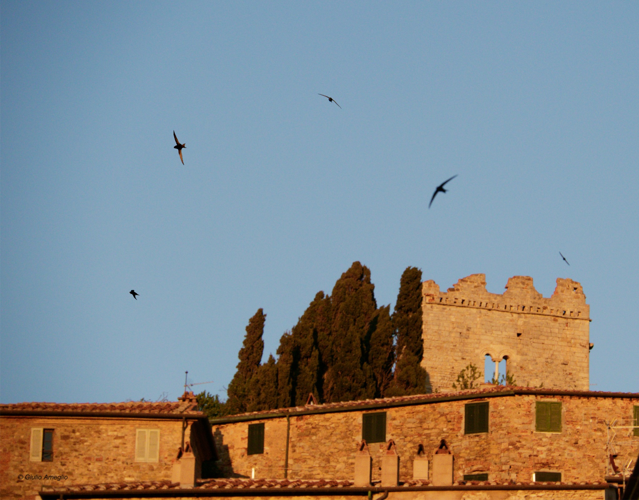 Un volo di rondono sopra la rocca di Campiglia