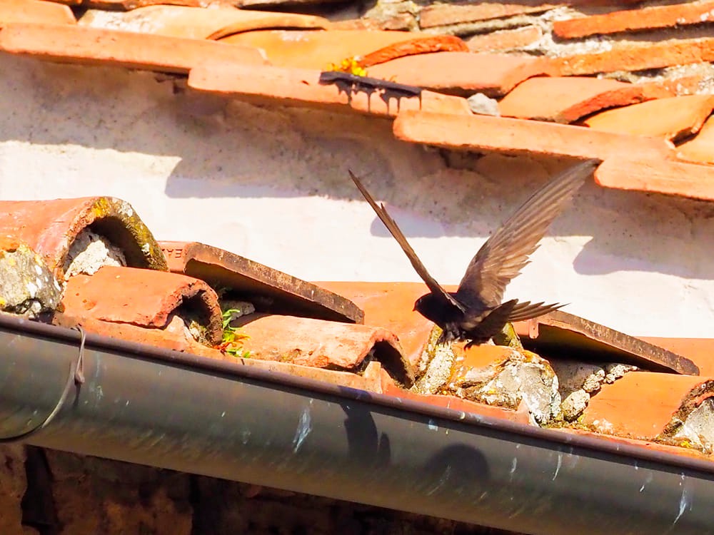 Un rondone torna al nido dall'Africa