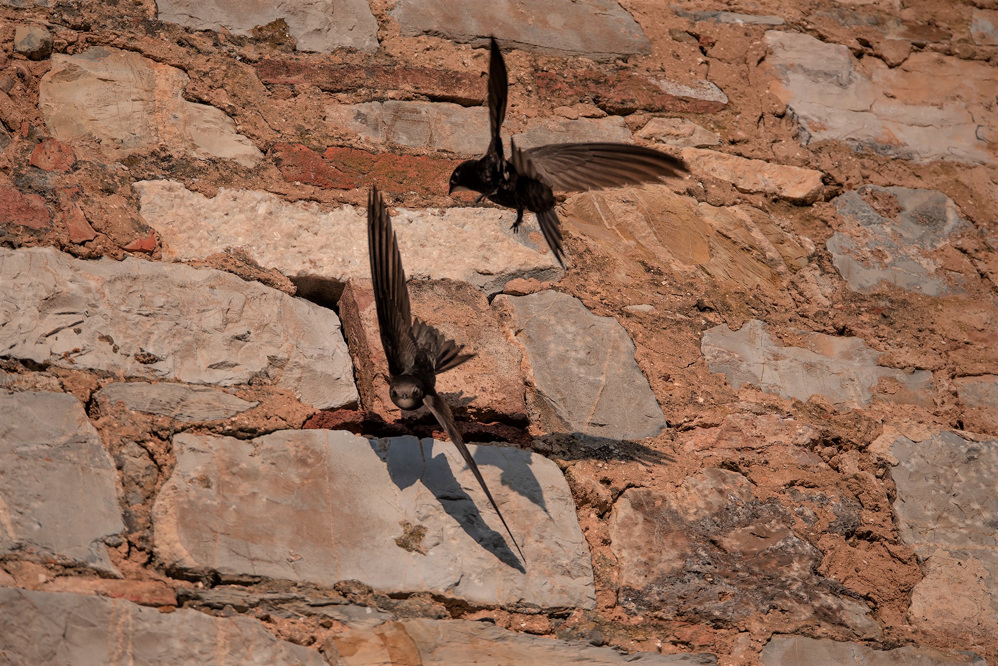 Due rondoni sui muri a Campiglia