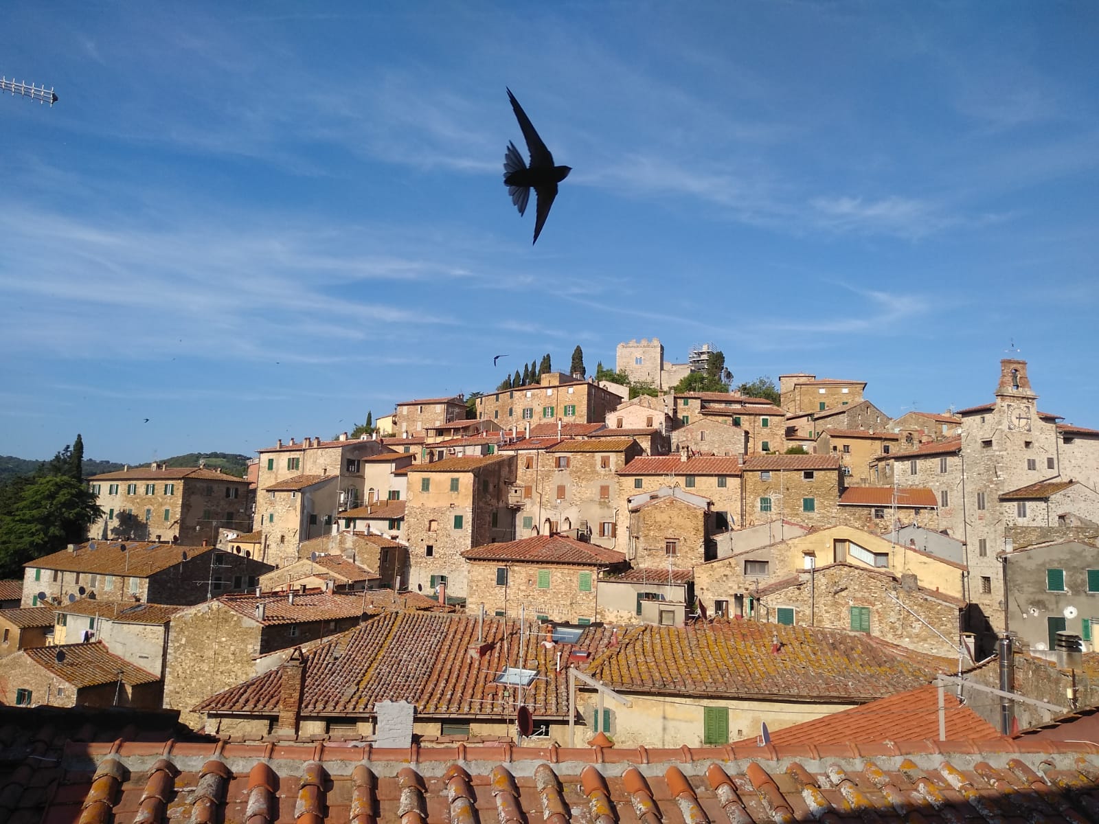Rondoni in volo sul borgo
